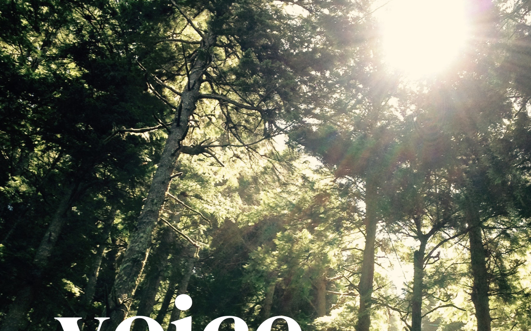 Trees with light coming through. A Voice in the Wilderness